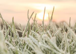 Frozen blades of grass