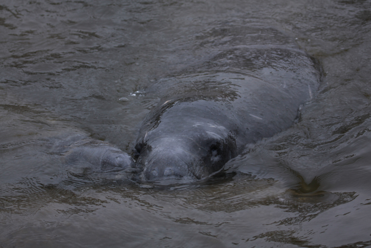 manatee in Florida